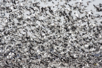 Snow Geese 6388